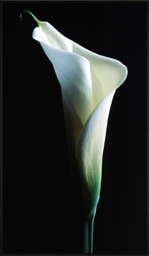 Main image Calla Lilly