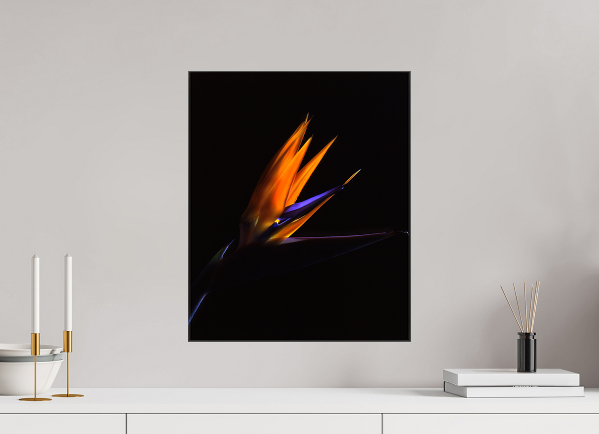 16 x 19.6″, Canvas Bird of Paradise