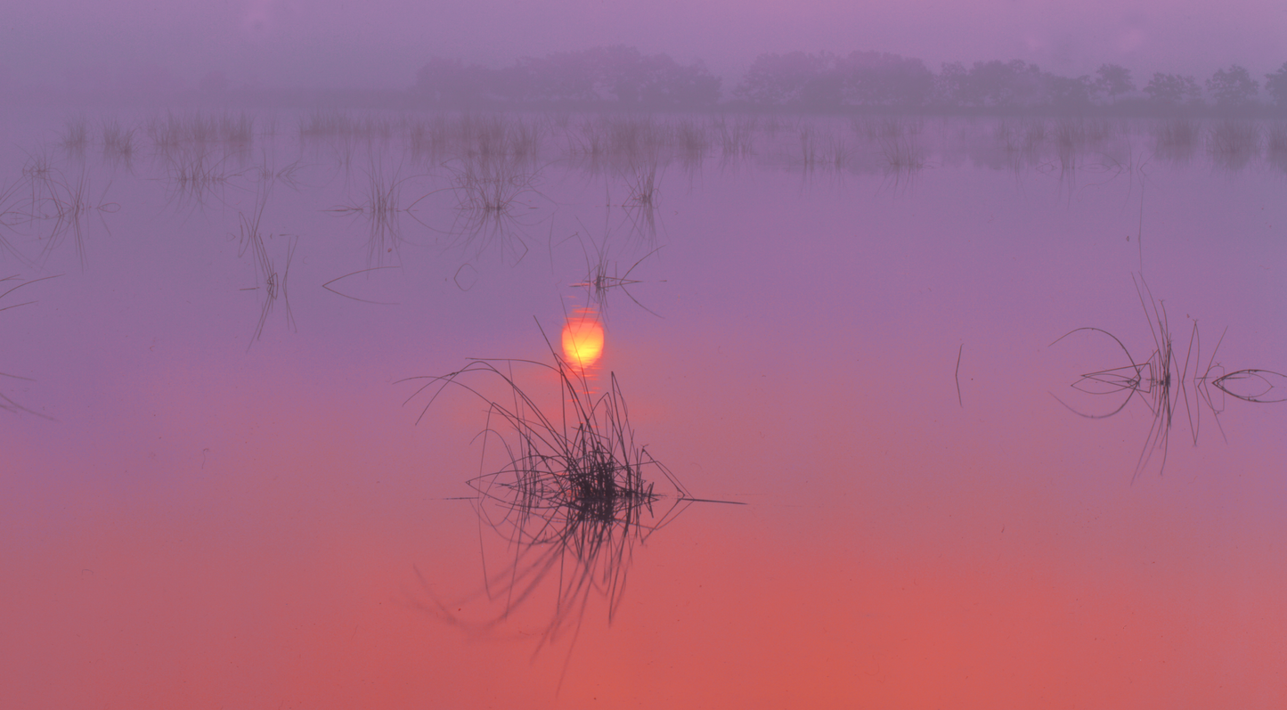Morning Cattail Marsh