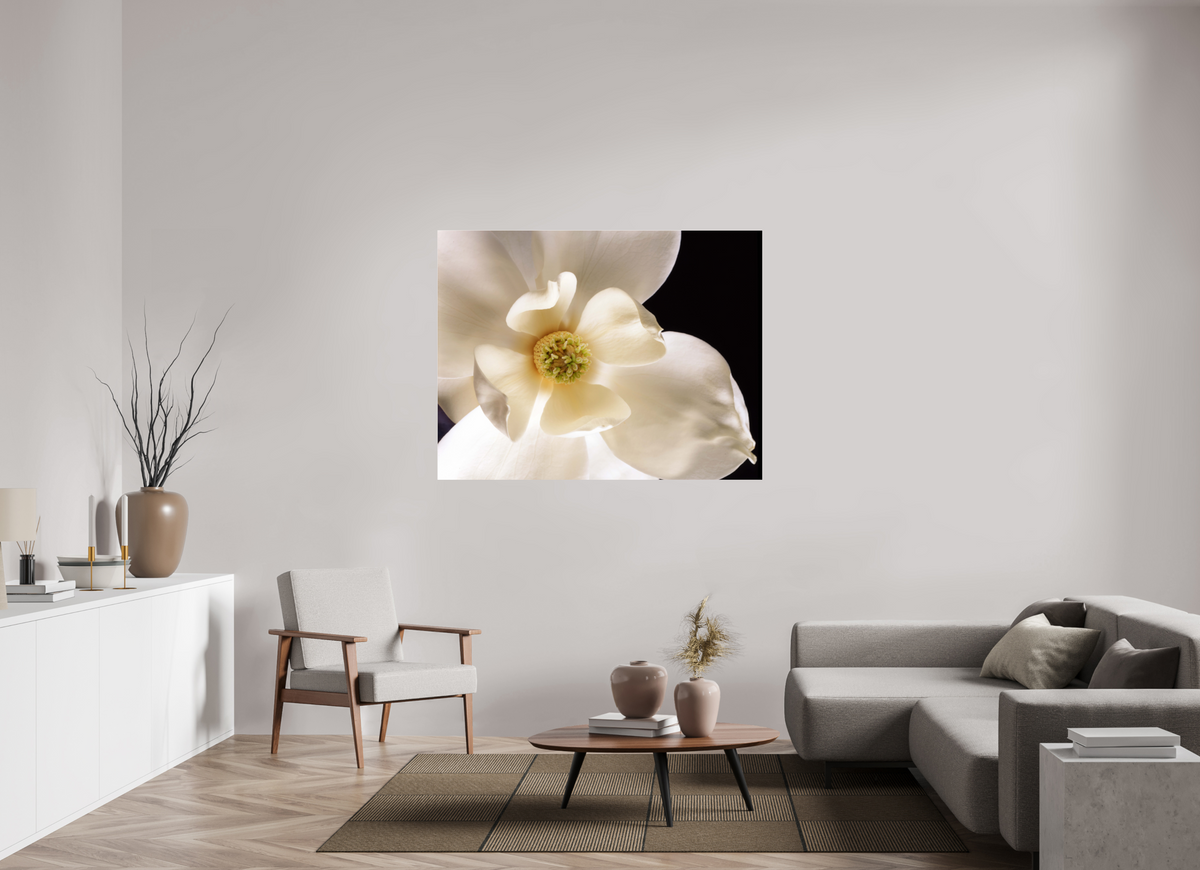 56 x 43″, Photo Print Under Acrylic Glass Magnolia
