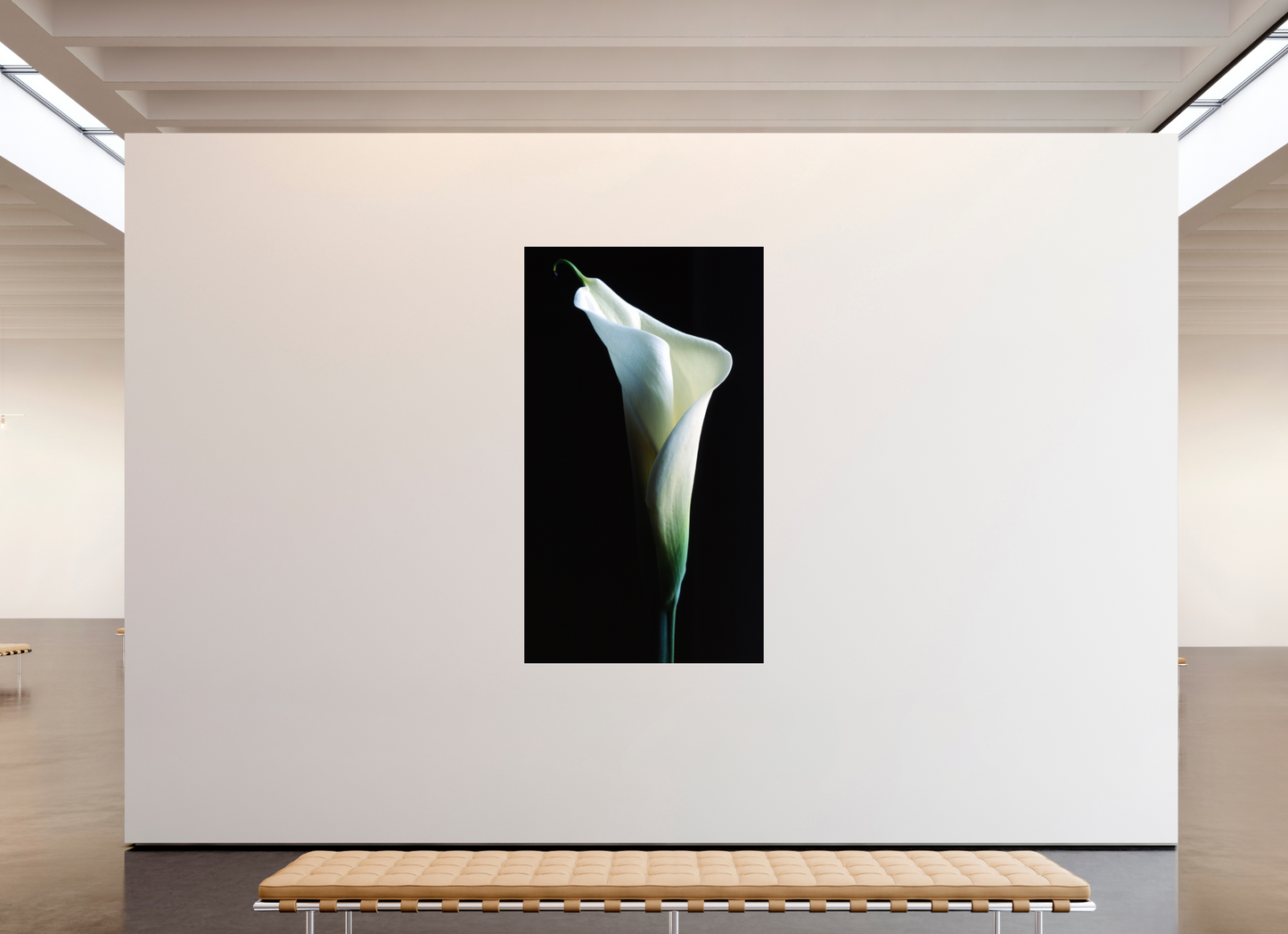 47 x 81.7″, Photo Print Under Acrylic Glass Calla Lilly