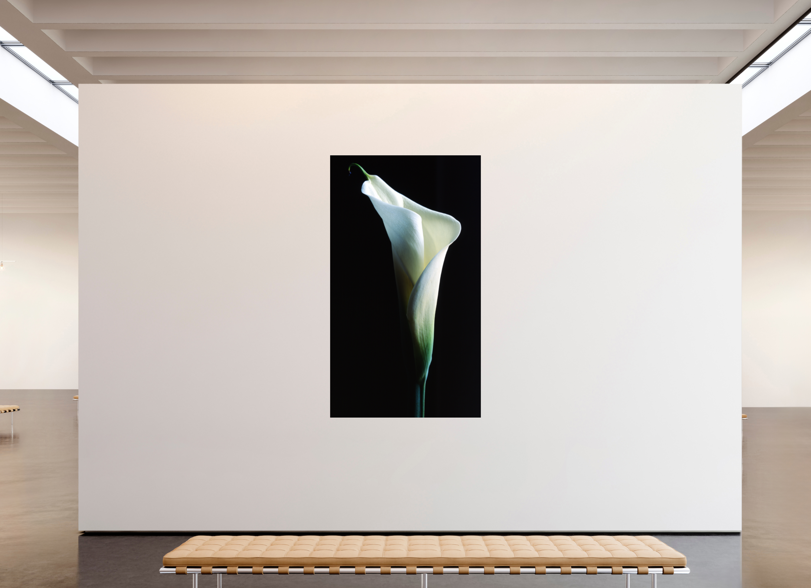 47 x 81.7″, Photo Print Under Acrylic Glass Calla Lilly