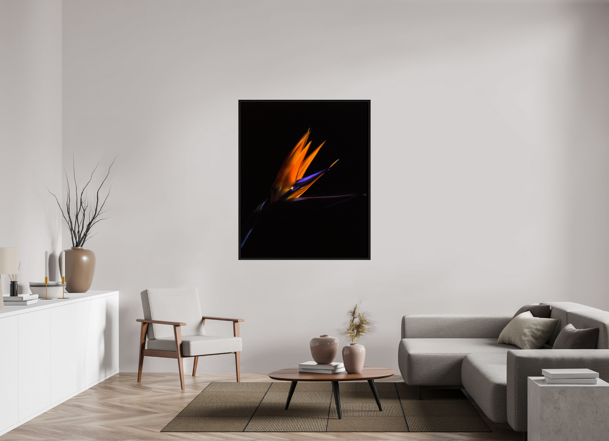43 x 52.6″, Floater Frame Bird of Paradise