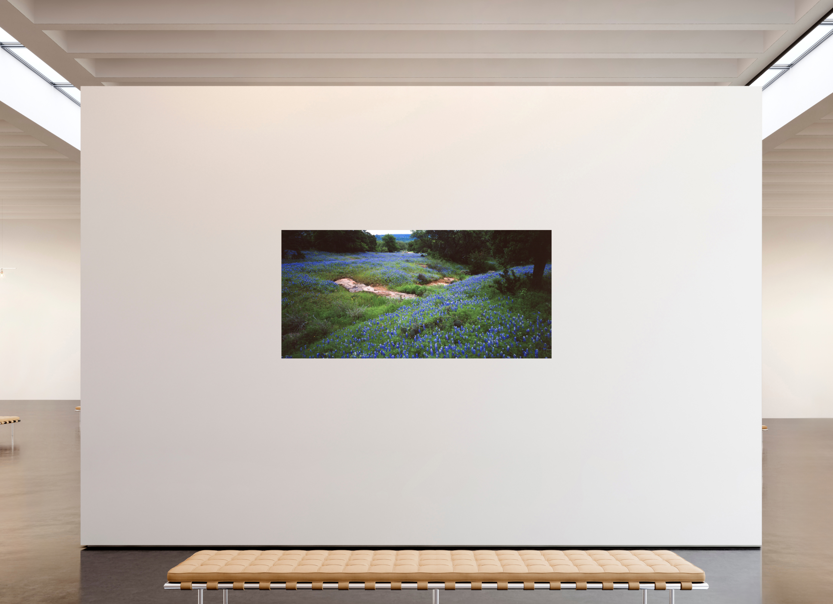82.1 x 39″, Photo Print On Fuji Crystal DP II Bluebonnet Field