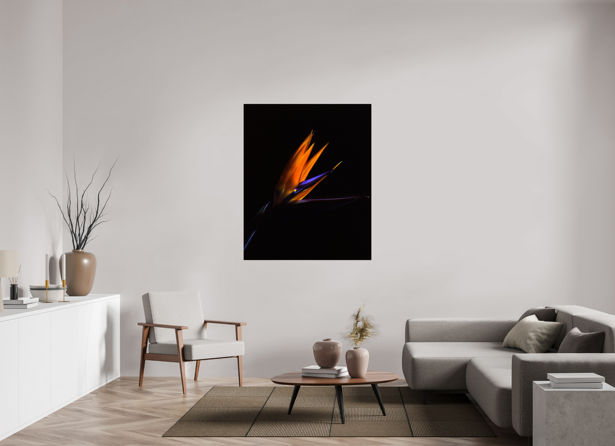 43 x 52.6″, Photo Print Under Acrylic Glass Bird of Paradise