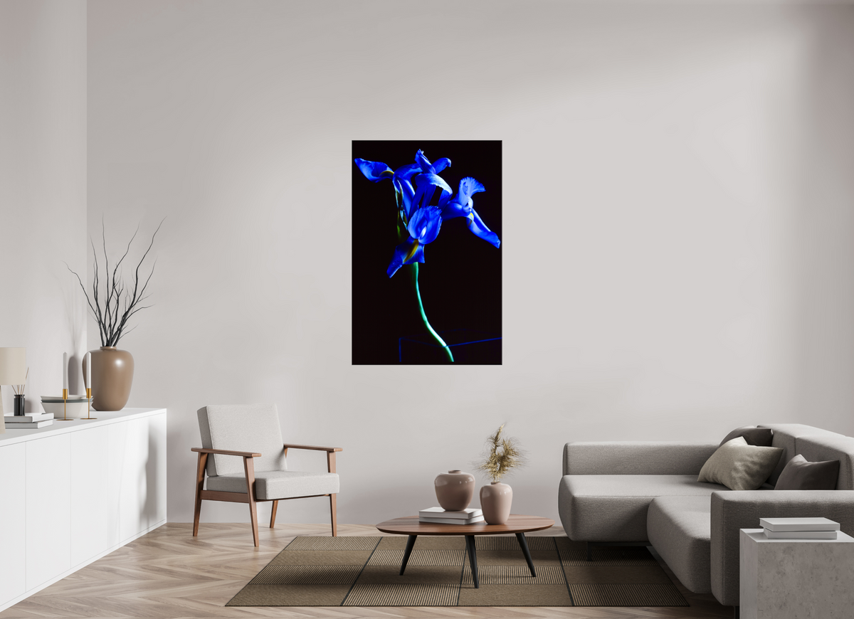 36 x 54″, Canvas Blue Iris single