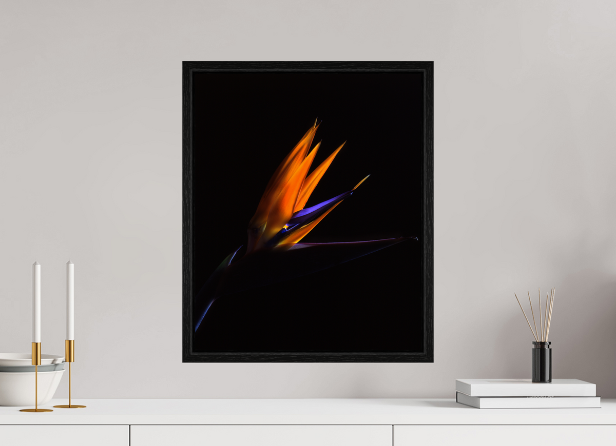 16 x 19.6″, Floater Frame Bird of Paradise