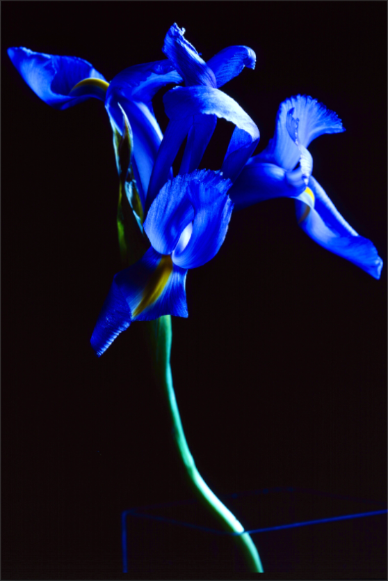 Main image Blue Iris single
