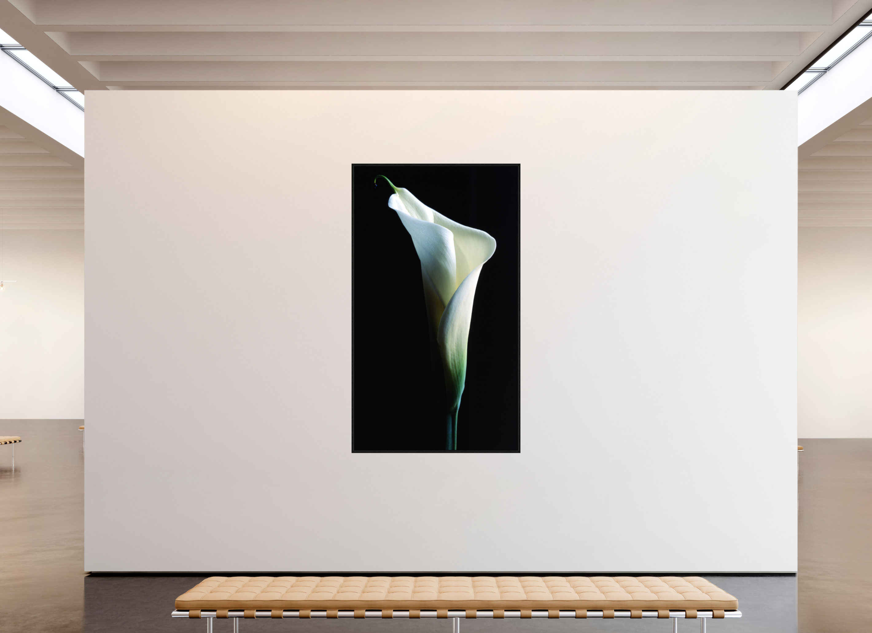 47 x 81.7″, Floater Frame Calla Lilly