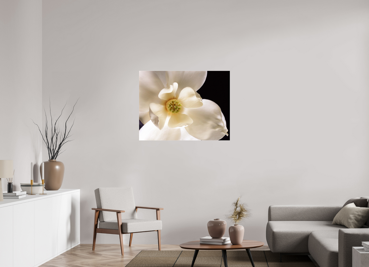 40.4 x 31″, Photo Print Under Acrylic Glass Magnolia