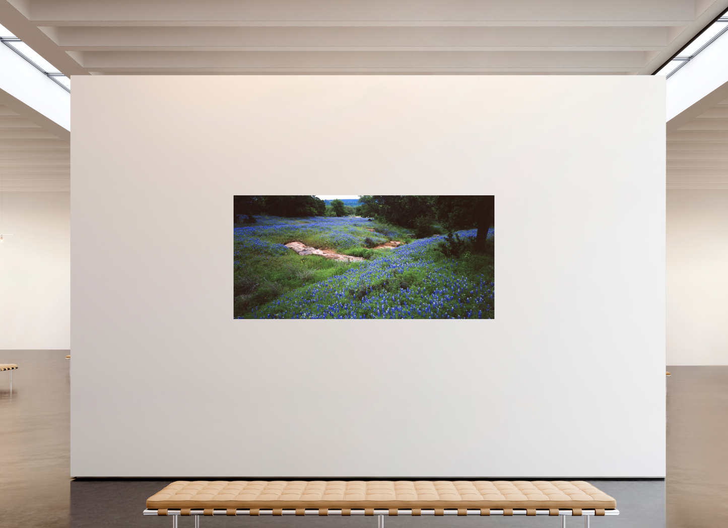 90.5 x 43″, Photo Print Under Acrylic Glass Bluebonnet Field