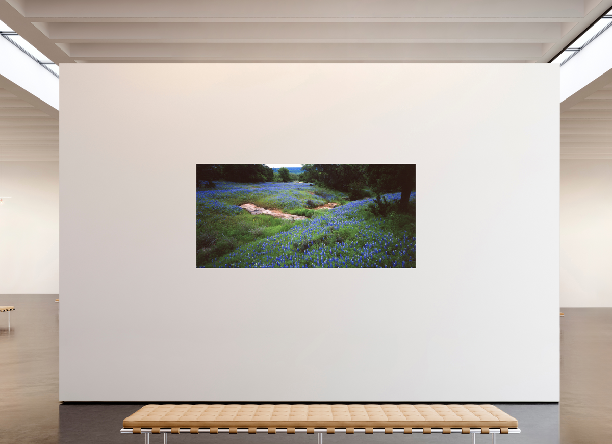 90.5 x 43″, Photo Print Under Acrylic Glass Bluebonnet Field