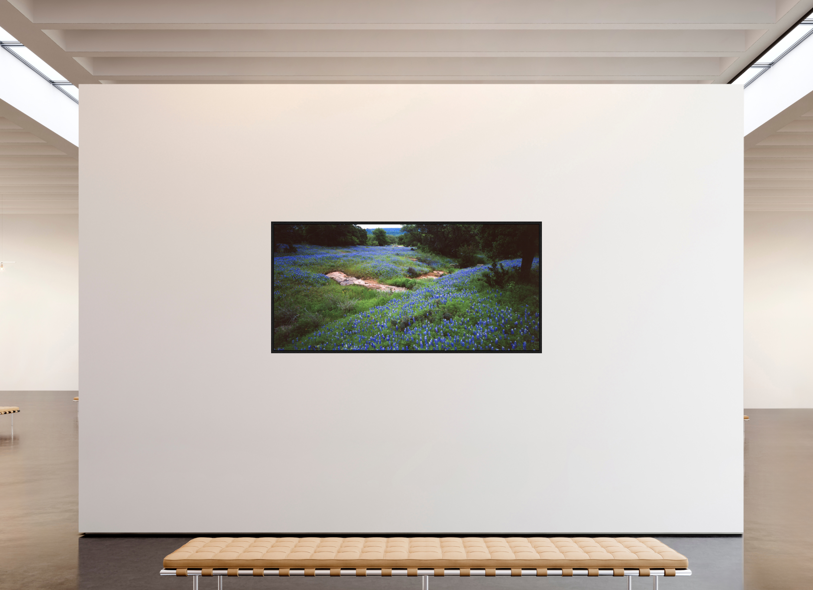82.1 x 39″, Floater Frame Bluebonnet Field