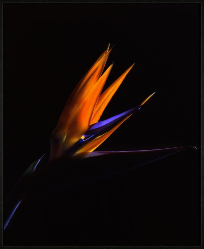 Main image Bird of Paradise