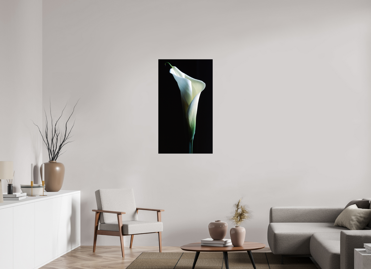 24 x 41.7″, Photo Print Under Acrylic Glass Calla Lilly