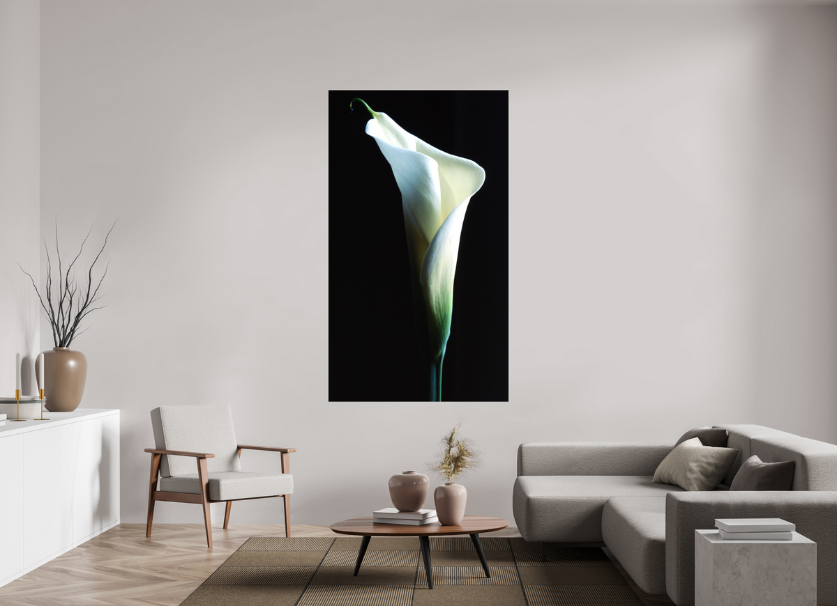 43 x 74.8″, Canvas Calla Lilly