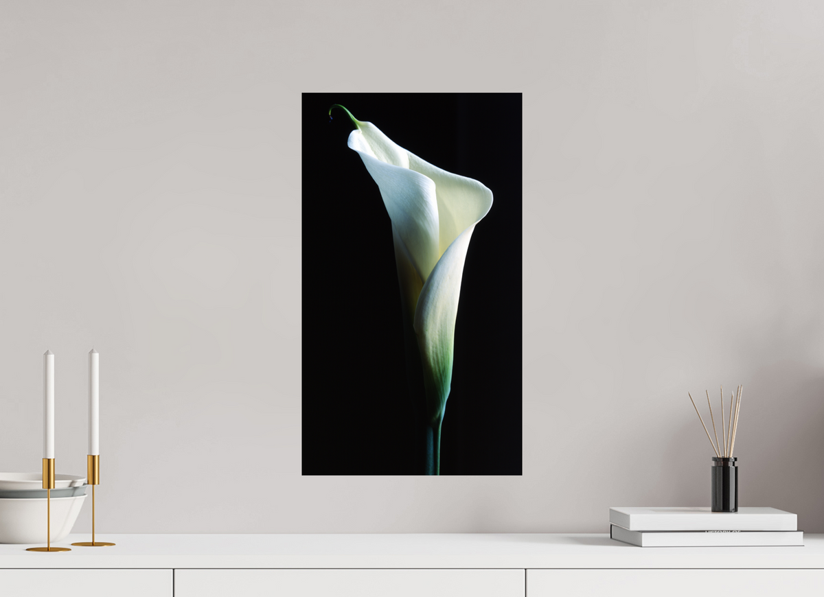 12 x 20.9″, Photo Print On Fuji Crystal DP II Calla Lilly