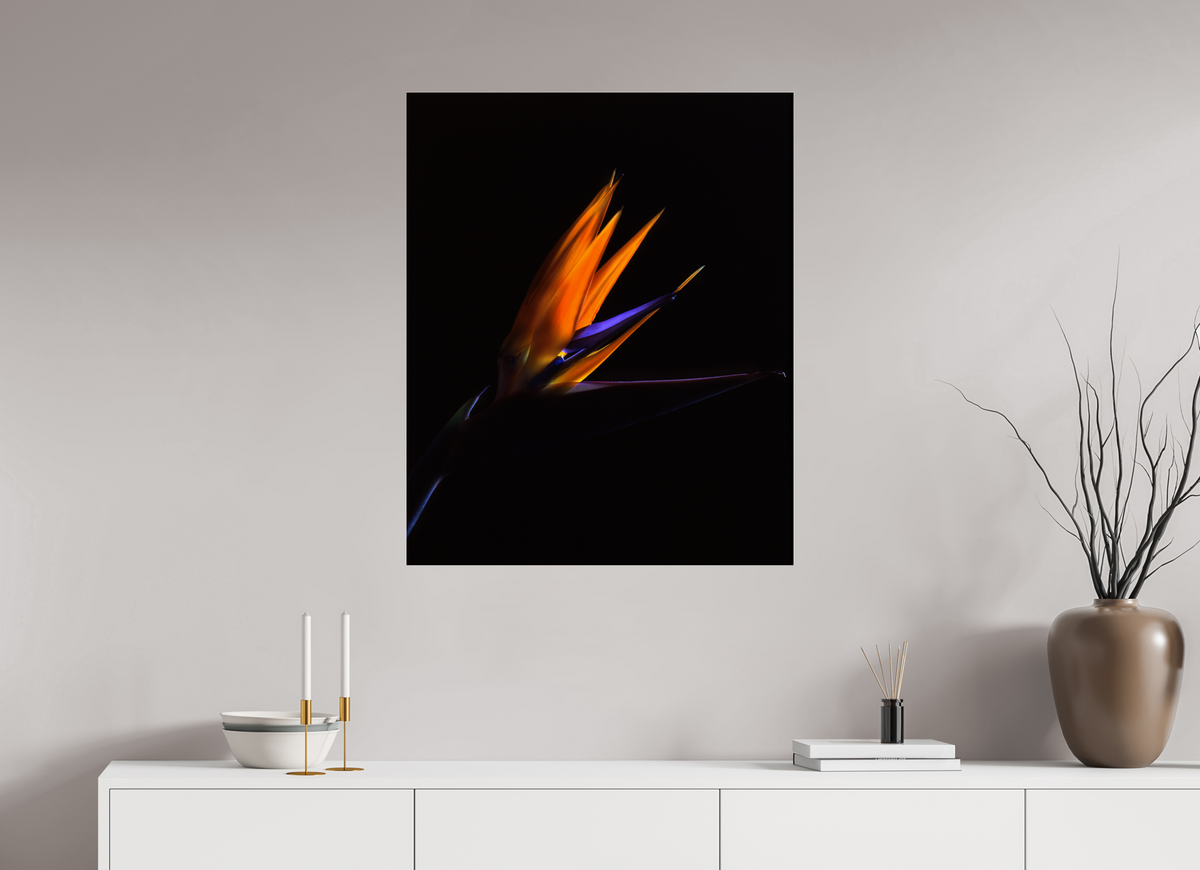 28 x 34.2″, Photo Print Under Acrylic Glass Bird of Paradise