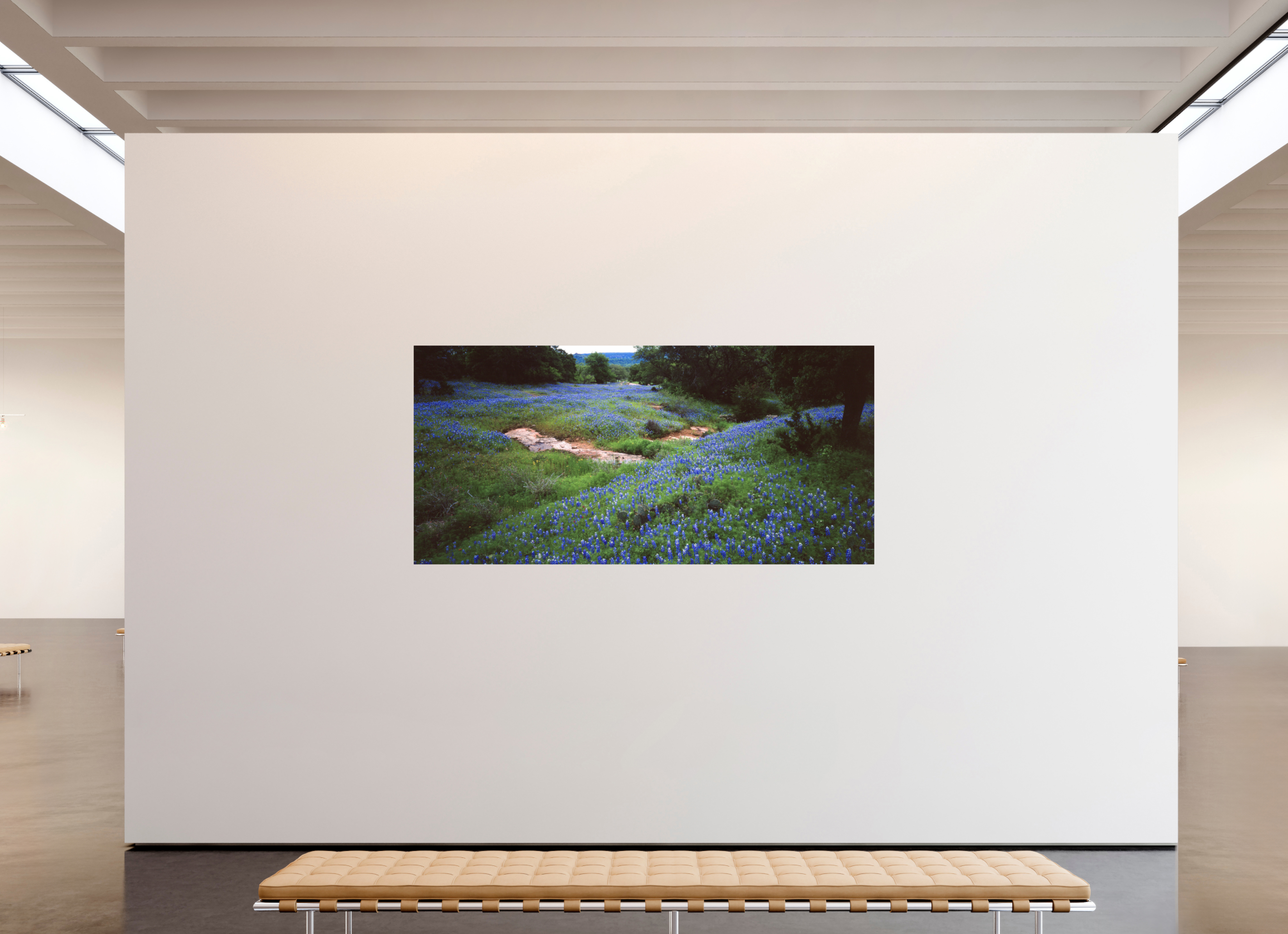 90.5 x 43″, Photo Print On Fuji Crystal DP II Bluebonnet Field