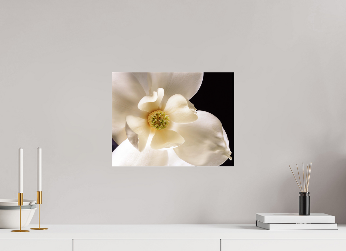 15.6 x 12″, Photo Print Under Acrylic Glass Magnolia