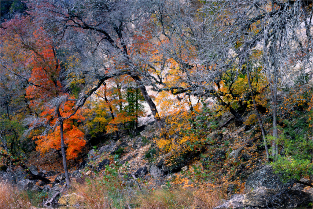 Main image Lost Maples