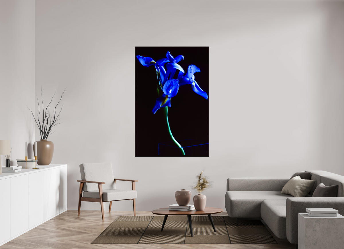 44 x 66″, Canvas Blue Iris single