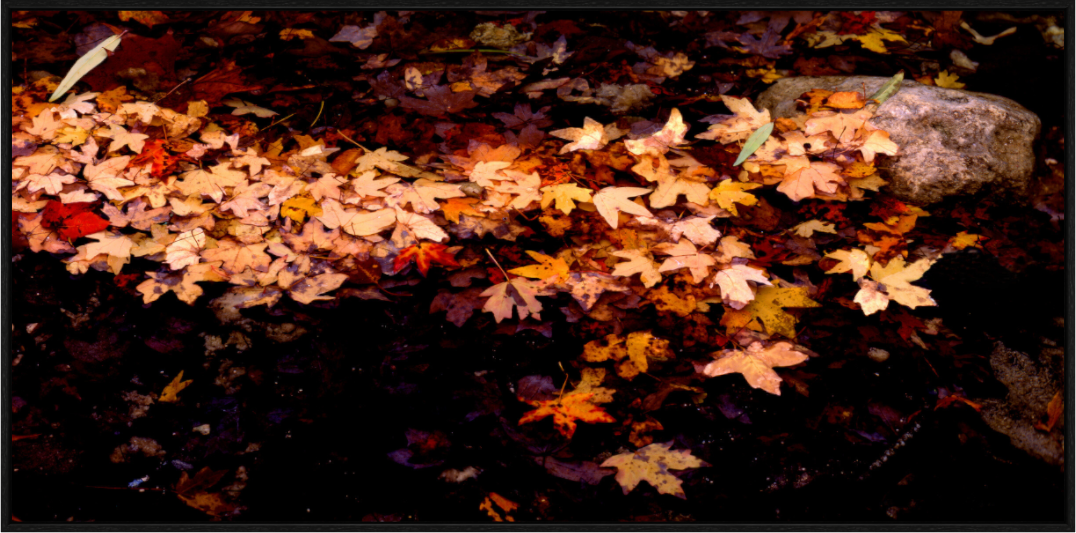 Main image Autumn Leaves