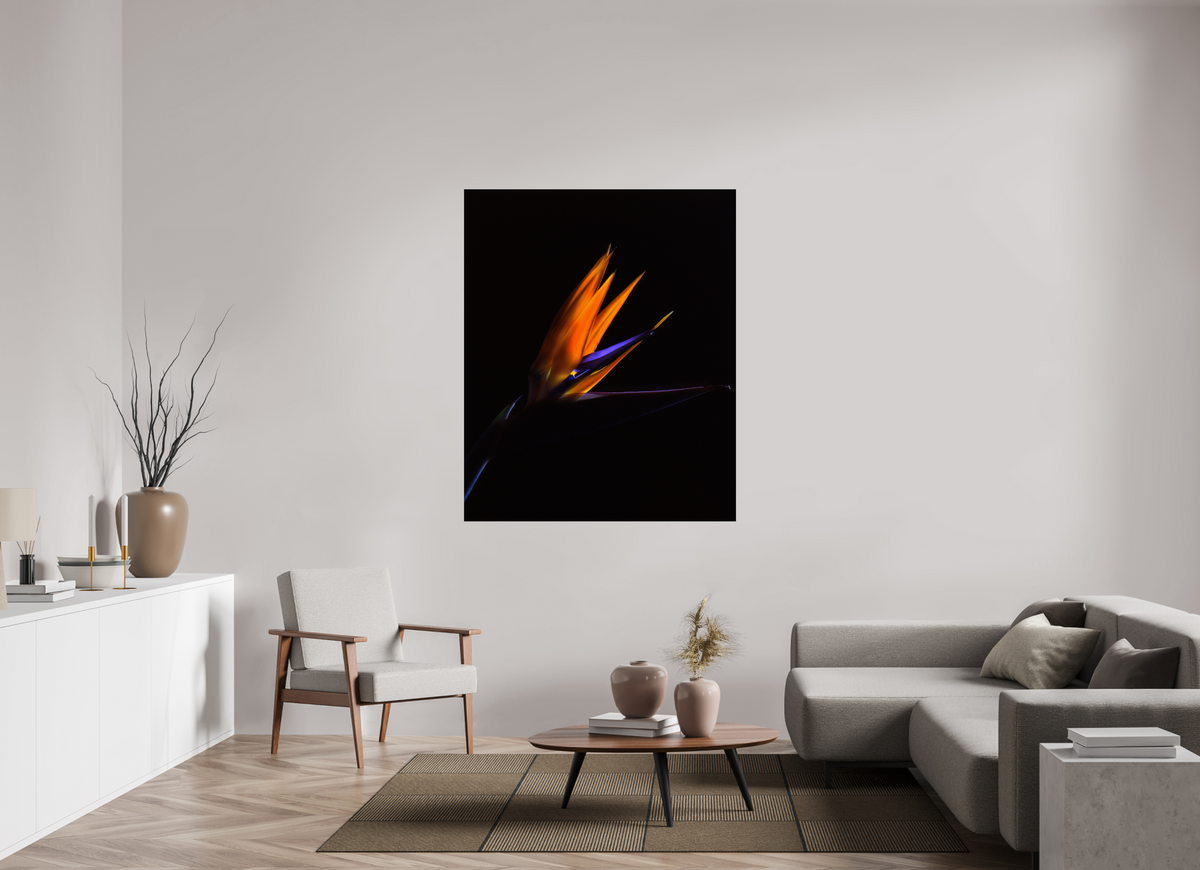 47 x 57.4″, Photo Print On Fuji Crystal DP II Bird of Paradise
