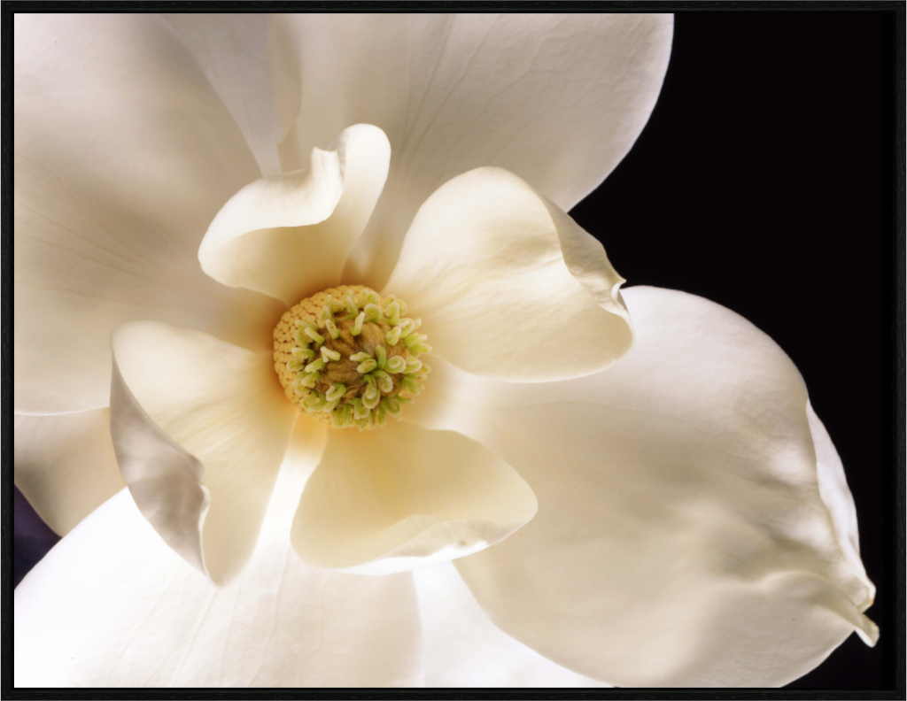 Main image Magnolia