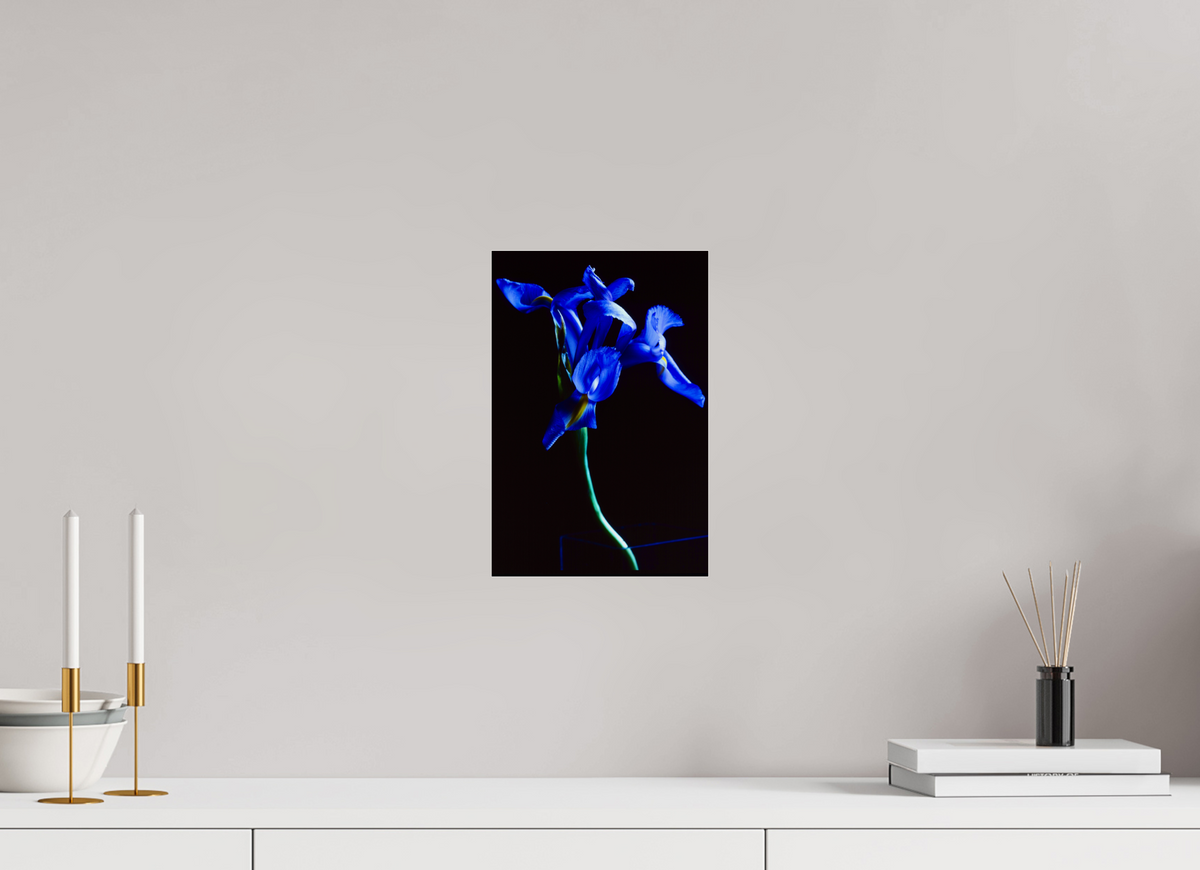 8 x 12″, Photo Print Under Acrylic Glass Blue Iris single