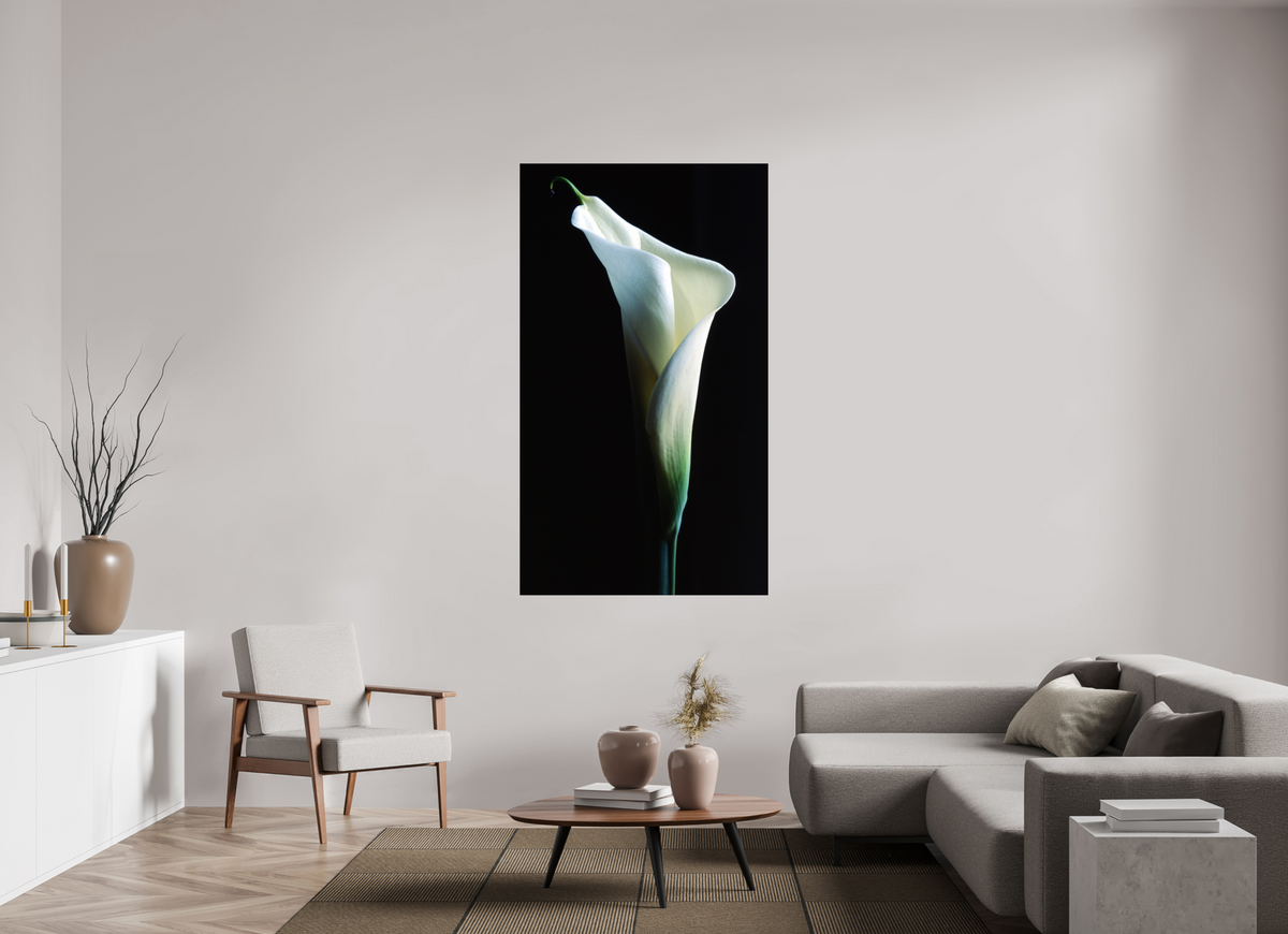 39 x 67.8″, Photo Print On Fuji Crystal DP II Calla Lilly