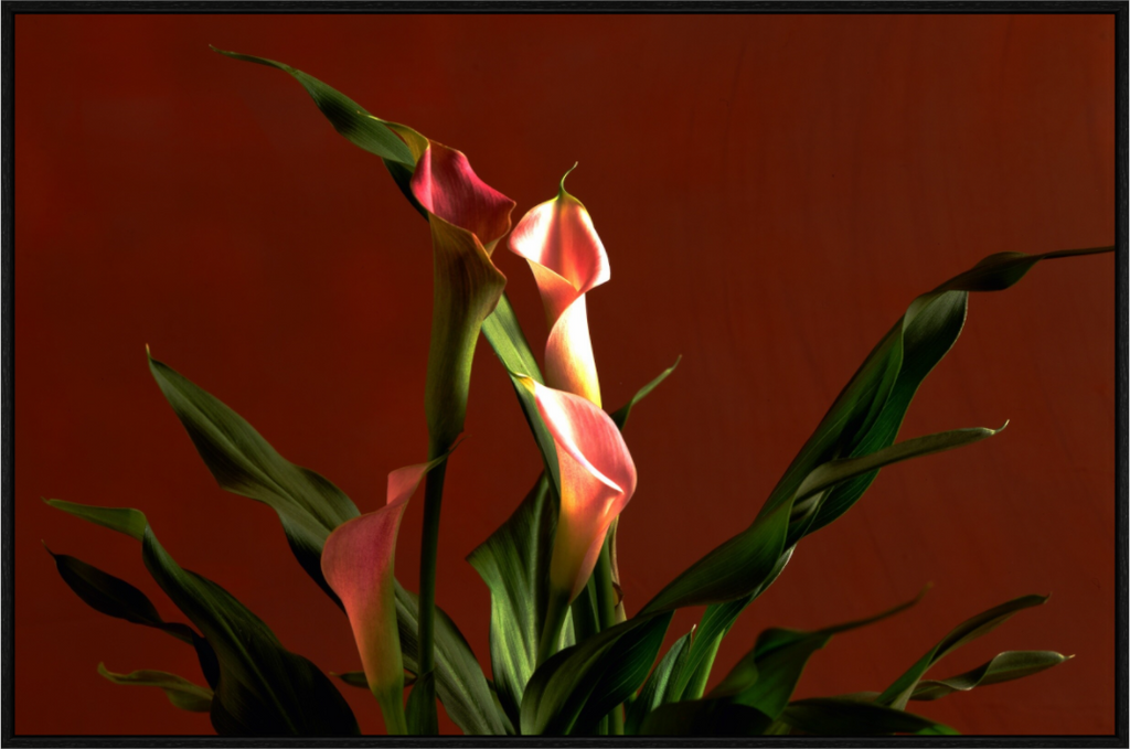 Main image A study in Peach