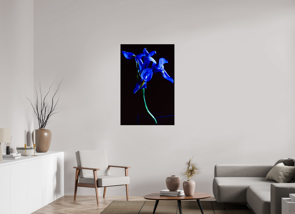 30 x 45″, Photo Print Under Acrylic Glass Blue Iris single