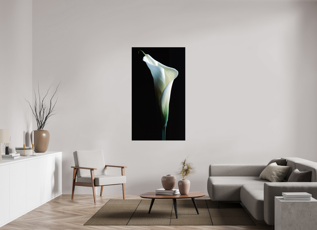 35 x 60.9″, Photo Print Under Acrylic Glass Calla Lilly