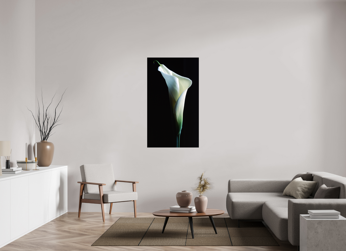 31 x 53.9″, Photo Print On Fuji Crystal DP II Calla Lilly