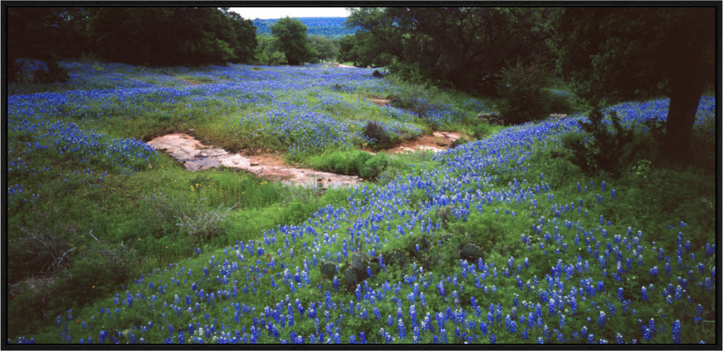 Main image Bluebonnet Field