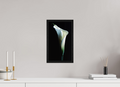 8 x 13.9″, Floater Frame Calla Lilly