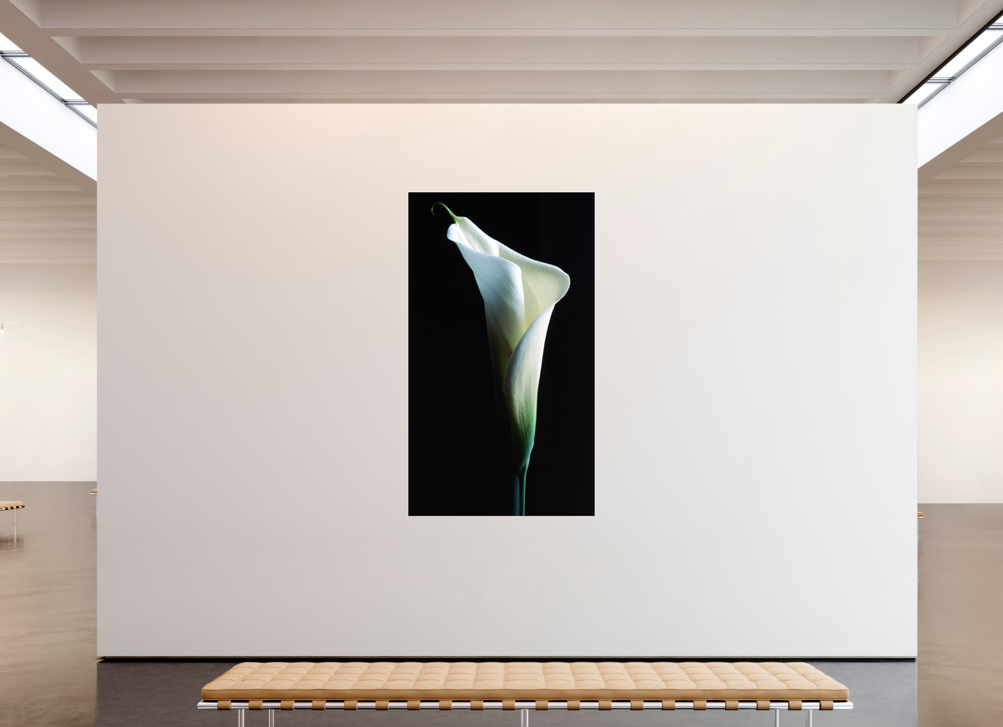 47 x 81.7″, Photo Print On Fuji Crystal DP II Calla Lilly